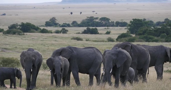 African Elephant, loxodonta africana, Group in the Savannah, Masai Mara Park in Kenya, Real Time 4K