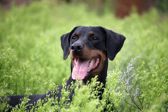 Black And Brown Doberman