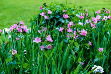 Obraz na płótnie Canvas Garden flowers and blurred lawn. Garden tradescantia bushes with pink buds, green leaves. Colorful nature photo with blossom flowers for birthday cards, postcards, invitations, calendars, prints