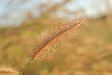 Desho grass, Pennisetum pedicellatum and sunlight from sunset