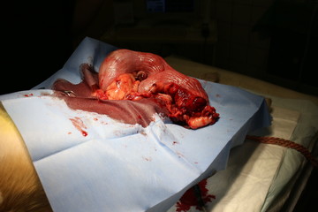 Surgical intervention by pyometra by dog