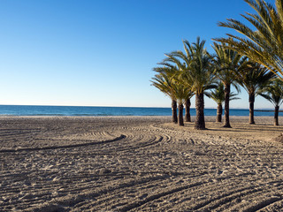 Palmeras en una playa  desierta del mediterráneo. Santa Pola. España