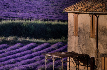 Campo di lavanda con rudere