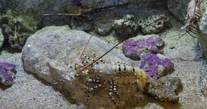 Painted Spiny Lobster or Painted Rock Lobster, panulirus versicolor, Adult standing on Rocks, Real Time 4K