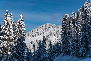 Verschneiter Bergwald