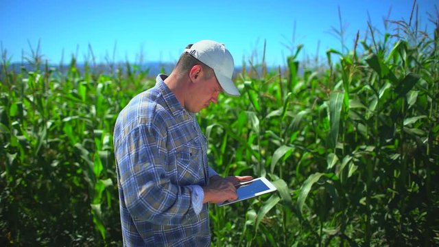 male farmer man using digital tablet computer, technology in corn field, checking quality of plants of organic corn. Harvesting Agriculture Harvest Farming no GMO ecology, bio product natural products