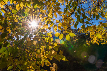 Sonne strahlt durch Blätter im Herbst