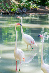 white and pink flamingo live birds walk in the water at the zoo in warm summer
