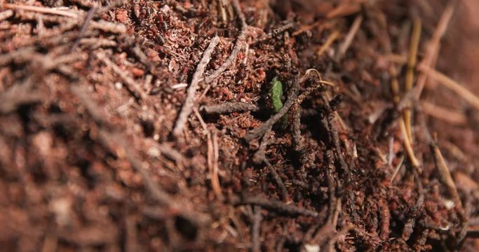 Ants attack the caterpillar, hunting insects. Close-up