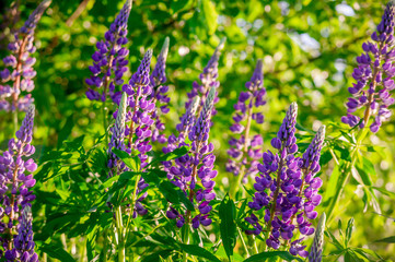 Grassy Field with Purple Lupines dolly shot.