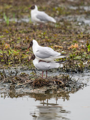 Black-headed gull (Chroicocephalus ridibundus) mating