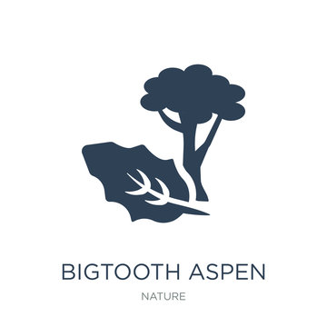 Bigtooth Aspen Tree Icon Vector On White Background, Bigtooth As