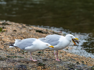 European herring gull (Larus argentatus) eating a chick