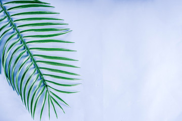Fototapeta premium Tropical background. Palm and monstera leaves on yellow blue background. Flatlay, top view, minimal layout, summer concept