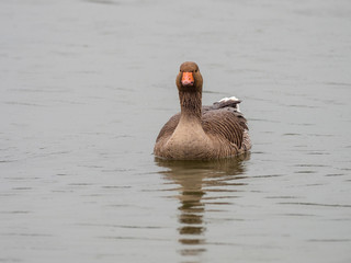 Greylag Goose (Anser anser)