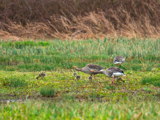 Greylag Geese Parents and Goslings ( anser anser )