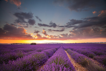 Lavender field at sunset in Provence.France