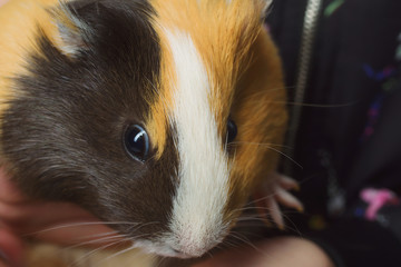 Guinea pig is played on a festive background and hides in a scarf
