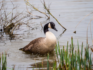 Canada Goose ( Branta canadensis )