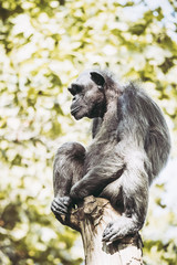 Portrait d'un singe chimpanzé perché