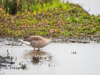 Greylag Goose (Anser anser)