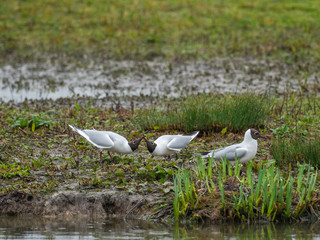 Black-headed gull (Chroicocephalus ridibundus)
