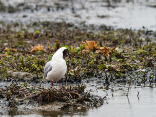 Black-headed gull (Chroicocephalus ridibundus)