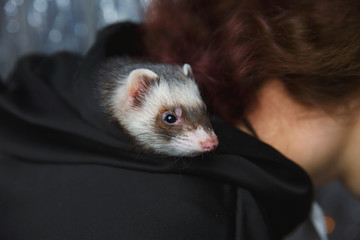 The ferret plays on a festive background and hides in the hood