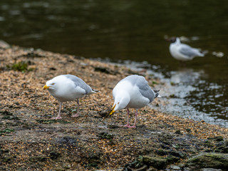 European herring gull (Larus argentatus) eating a chick