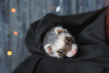 The ferret plays on a festive background and hides in the hood