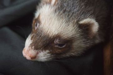 The ferret plays on a festive background and hides in the hood
