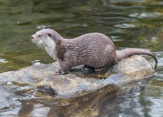 Eurasian otter (Lutra lutra)