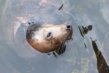 Grey seal (Halichoerus grypus)