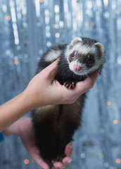 The ferret plays on a festive background and hides in the hood