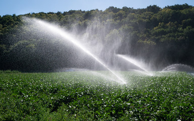 Water sprinkler system in the morning sun on a plantation