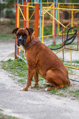 Red dog breed German boxer with uncropped ears with leather leash in a strict collar female