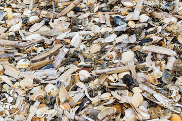 Old shells, mussels and clams on a sandy sea beach.Texture background.