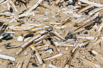 Old shells, mussels and clams on a sandy sea beach.Texture background.