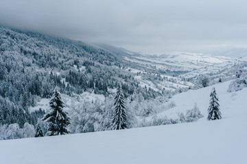 Foggy mountains with pine trees covered with snow. Scenic landscape in winter. Carpathian mountains
