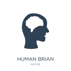 human brian icon vector on white background, human brian trendy
