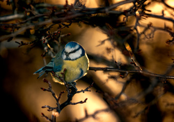 blue tit in backlight at sunset