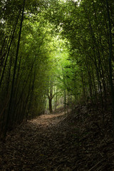 Fototapeta na wymiar Green bamboo forest on a sunny day