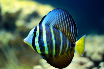 Sailfin Tang fish - (Zebrasoma velifer) 