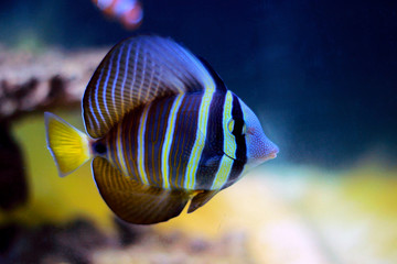 Sailfin Tang fish - (Zebrasoma velifer) 