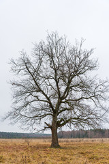 Lonely old oak on the background of the autumn sky