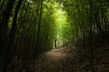 Green bamboo forest on a sunny day