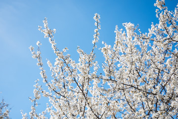 Spring cherry blossom against blue sky and flying bee
