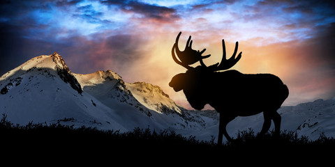 Fototapeta premium Moose in wild nature landscape