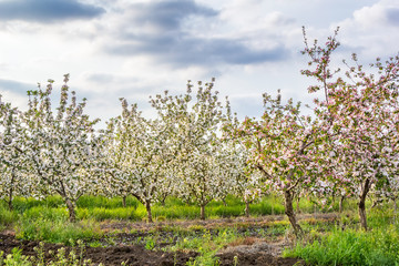 Blossoming apple garden in the evening sun