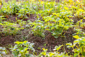 Industrial cultivation of strawberries. Bush of strawberry with flower in spring or summer garden bed. Natural growing of berries on farm. Eco healthy organic food horticulture concept background